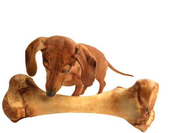 עצמות לכלבים