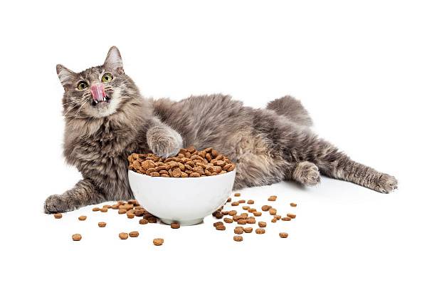 מזון יבש לחתולים